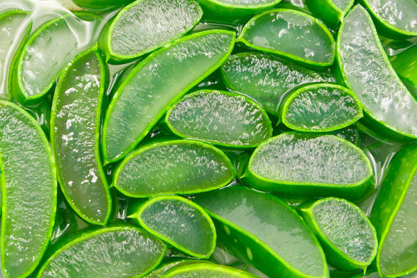 wie sieht eine aloe vera aus Aloe vera - Aloe vera main image 0