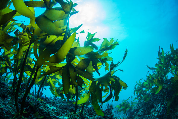seaweed skin benefits