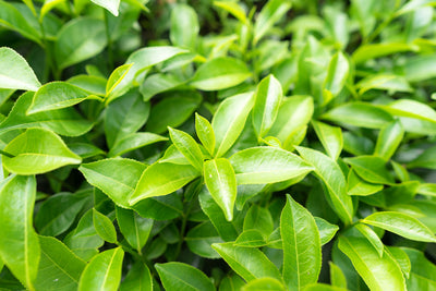 Green Tea Skin Benefits: How To Use Green Tea For Flawless Skin